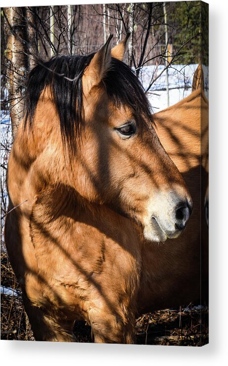 Winter Acrylic Print featuring the photograph Montaro the Magnificent by Listen To Your Horse
