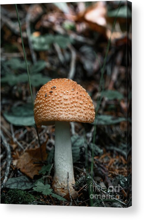 Mushroom Acrylic Print featuring the photograph Moody Mushroom 6 by Laura Honaker