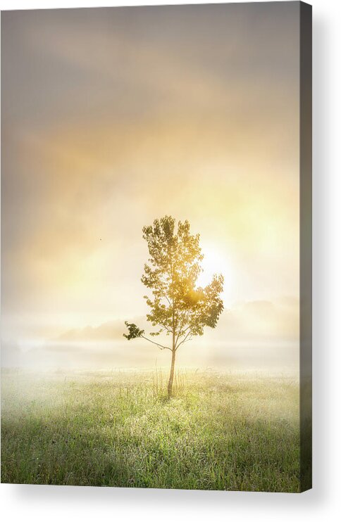 Tree Acrylic Print featuring the photograph Sunrise Tree In Mississippi Morning Fog by Jordan Hill