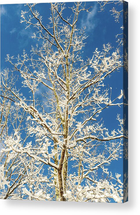 Sky Acrylic Print featuring the photograph Nature Photography - Winter Tree by Amelia Pearn