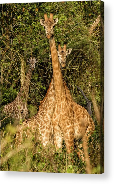 Lake Victoria Acrylic Print featuring the photograph Neck and Neck by Phil Marty