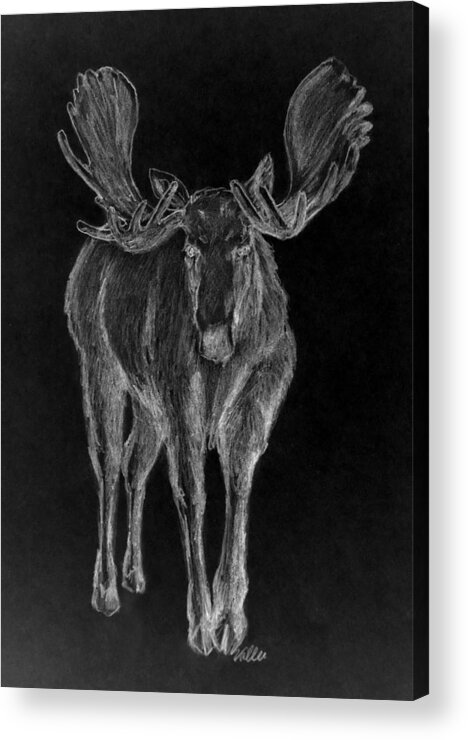 Wildlife Acrylic Print featuring the drawing Night Moose by Vallee Johnson