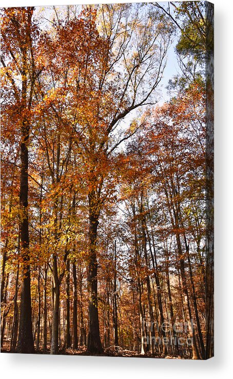North Georgia Acrylic Print featuring the photograph North Georgia Fall Colors 3 by Andrea Anderegg