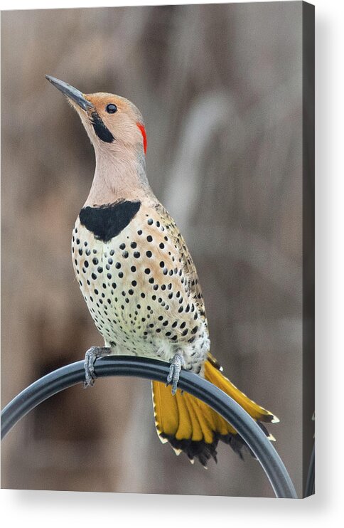 2019 Acrylic Print featuring the photograph Northern Flicker 3 by Gerri Bigler