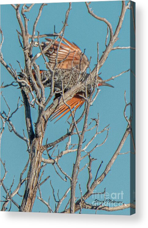 Natanson Acrylic Print featuring the photograph Northern Flicker Flyby by Steven Natanson