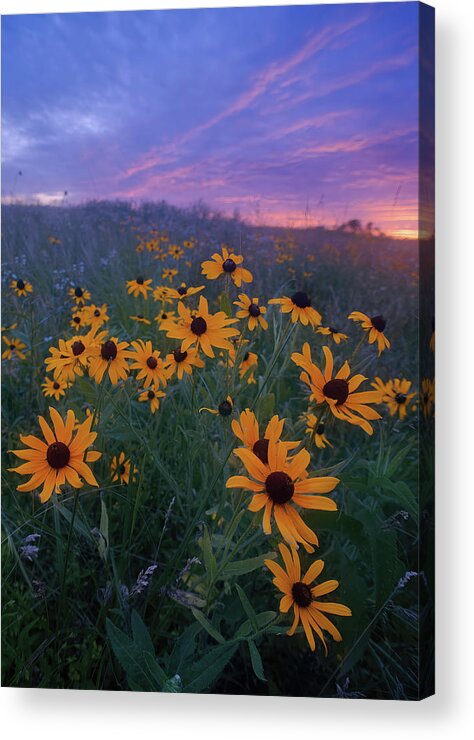 Conservation Area Acrylic Print featuring the photograph Paintbrush Prairie III by Robert Charity
