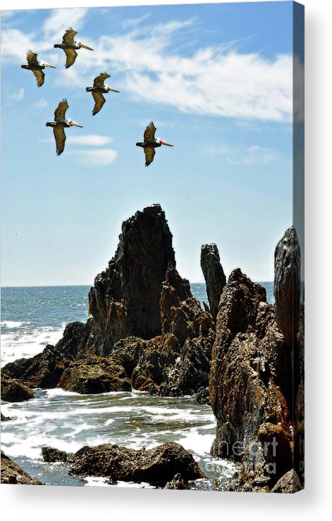 Pelican Acrylic Print featuring the photograph Pelican Inspiration by Gwyn Newcombe
