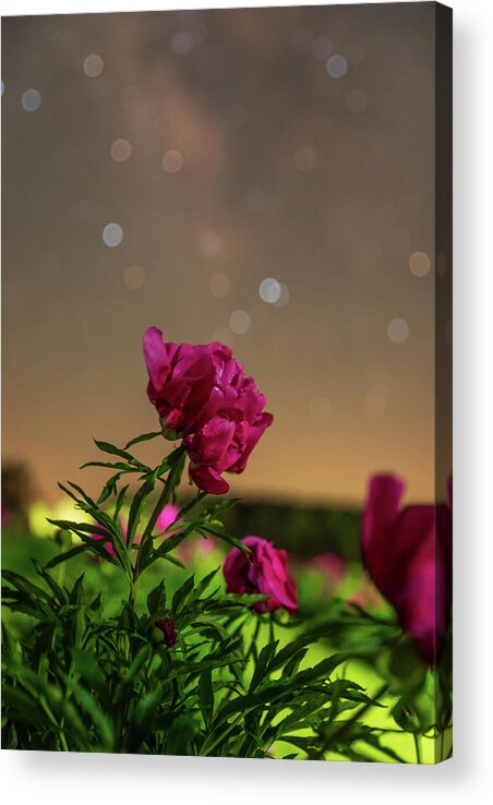 Flowers Acrylic Print featuring the photograph Peony Hill Farm by Grant Twiss