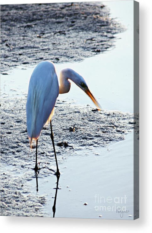 Great Egret Acrylic Print featuring the photograph Perfect Moment by Hilda Wagner