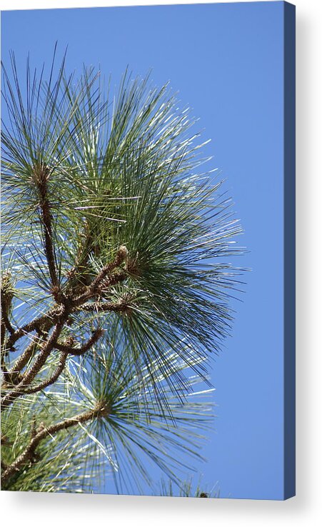  Acrylic Print featuring the photograph Pine Right by Heather E Harman