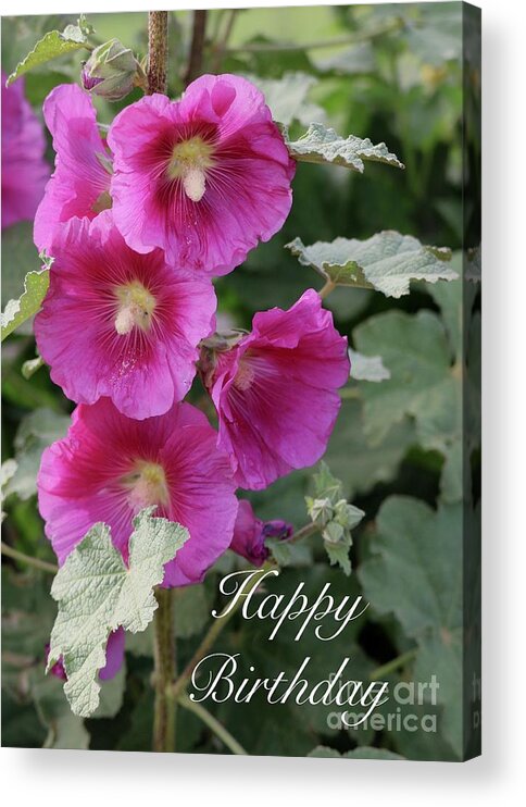 Happy Birthday Acrylic Print featuring the photograph Pink Hollyhocks Birthday Card by Carol Groenen