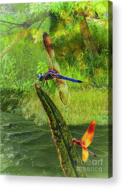 Digital Acrylic Print featuring the digital art Pond Dragon Fly by Anthony Ellis