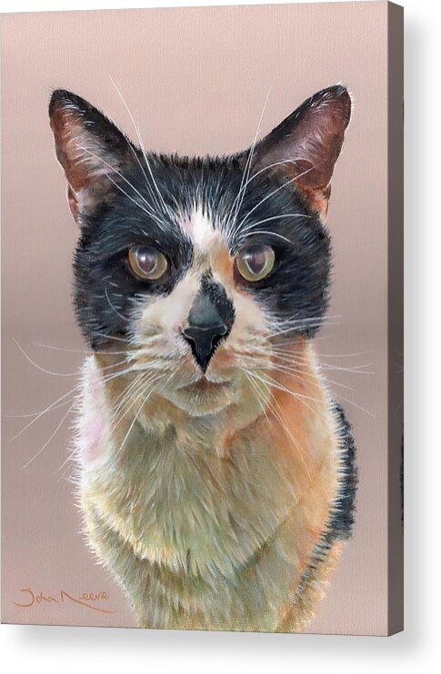 Cat Acrylic Print featuring the painting Portrait of Jasper by John Neeve