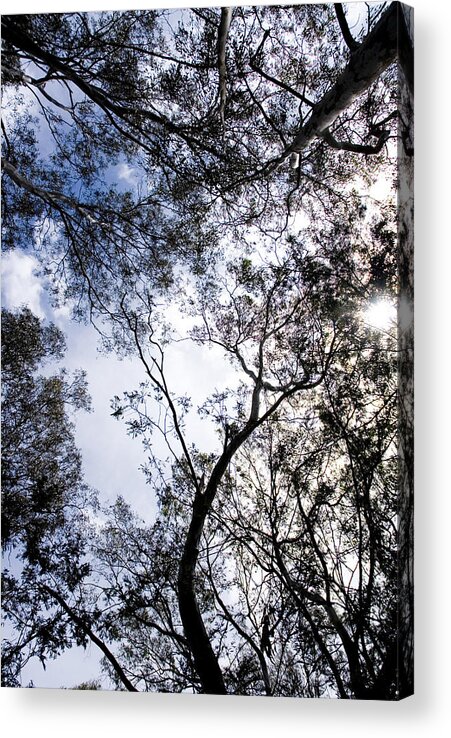 Tranquility Acrylic Print featuring the photograph POV of treetops and blue sky by Lyn Holly Coorg