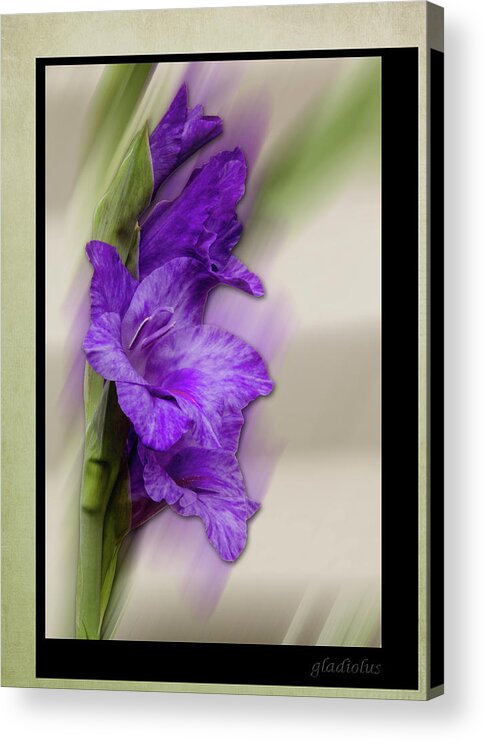 Gladiolus Acrylic Print featuring the photograph Purple Gladiolus Bloom by Patti Deters