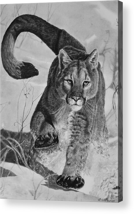 Mountain Lion Acrylic Print featuring the drawing Pursuit by Greg Fox