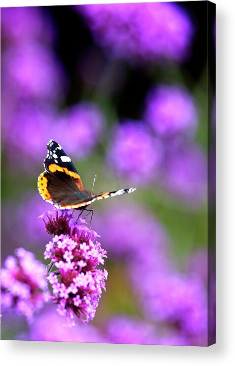 Red Admiral Acrylic Print featuring the photograph Red Admiral butterfly nectaring by Tony Mills
