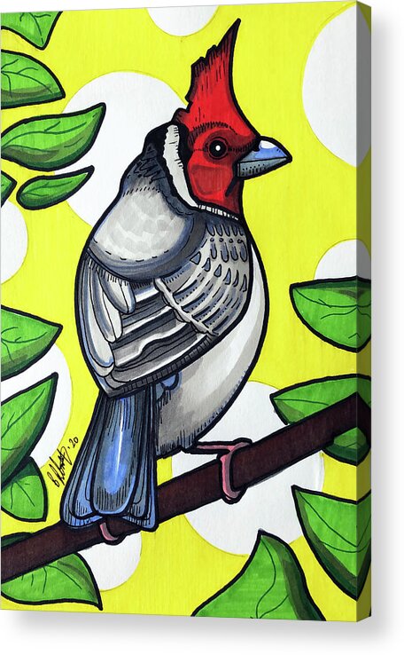 Red Crested Cardinal Acrylic Print featuring the drawing Red Crested Cardinal by Creative Spirit