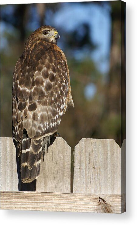  Acrylic Print featuring the photograph Red-Shouldered Hawk by Heather E Harman