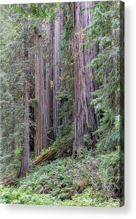 California Acrylic Print featuring the photograph Redwoods by Rudy Wilms