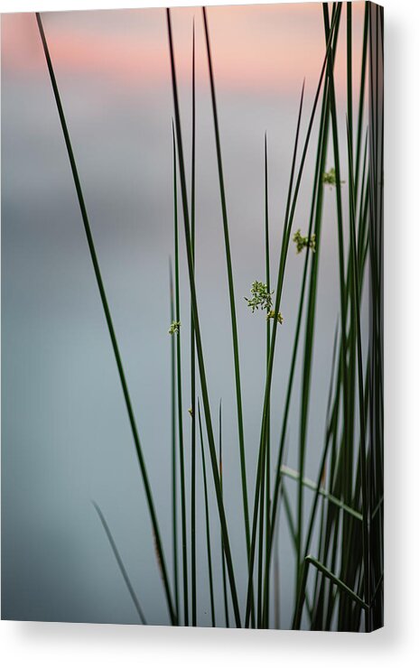 Reed Acrylic Print featuring the photograph Reeds By A Pond by Karen Rispin