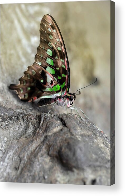 Insect Acrylic Print featuring the photograph Resting on the wooden piece by Jaroslaw Blaminsky
