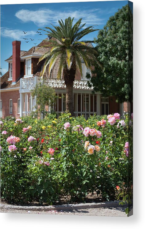 Rose Acrylic Print featuring the photograph Rose Garden by Aaron Burrows