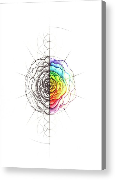 Rose Acrylic Print featuring the drawing Rose Geometry Spectrum by Nathalie Strassburg