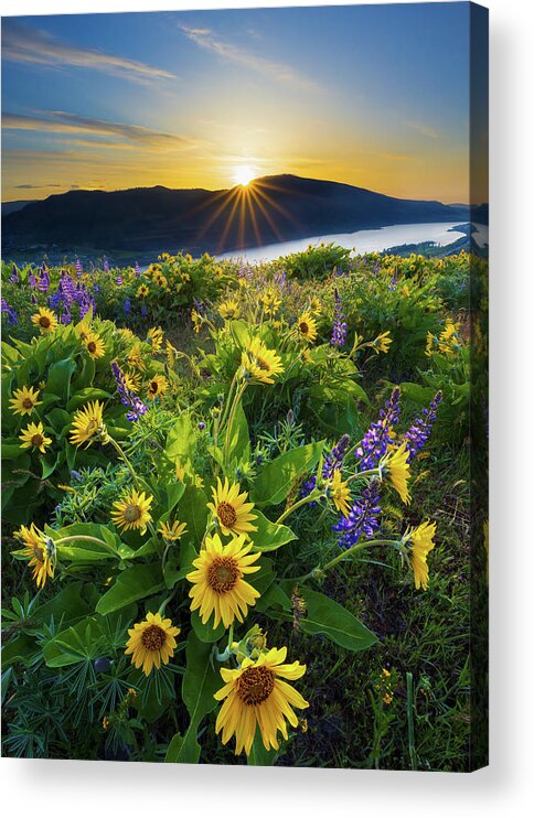 Oregon Acrylic Print featuring the photograph Rowena Sunrise by Patrick Campbell