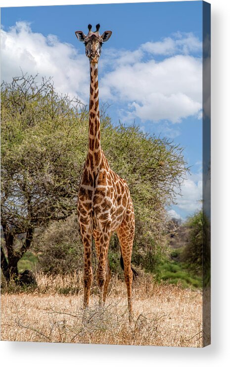 Tarangire National Park Acrylic Print featuring the photograph Serengeti Giraffe, A Gentle Giant by Marcy Wielfaert
