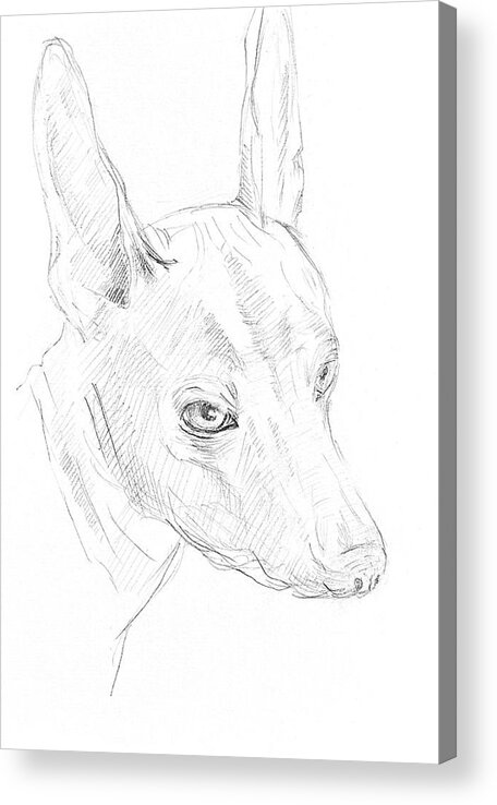 Sketch Acrylic Print featuring the drawing Sketch Dog 1 by Masha Batkova