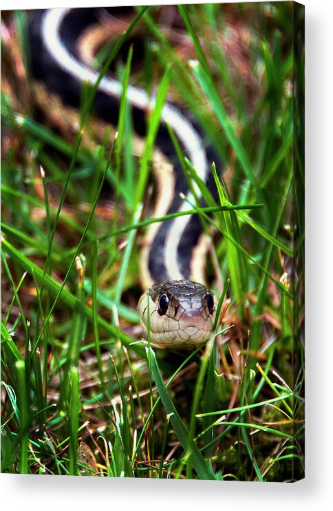 Snake Acrylic Print featuring the photograph Snake in the Grass by Phil Cardamone