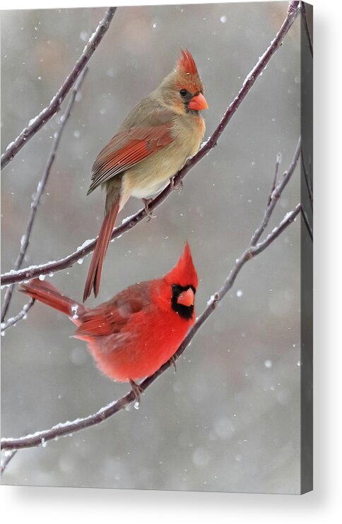 Snow Acrylic Print featuring the photograph Snow Day by Mindy Musick King