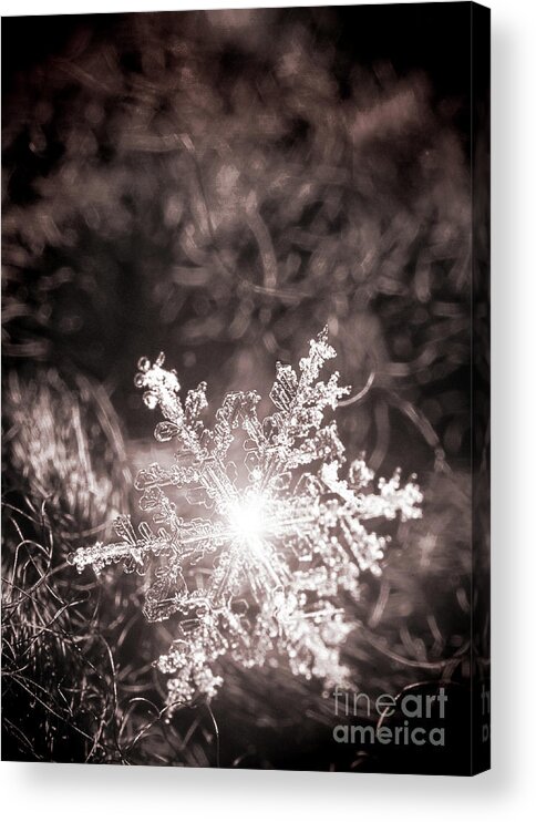 Snowflake; Ice; Shine; Macro; Simple; Monochrome; Acrylic Print featuring the photograph Snowflake Sparkle by Tina Uihlein