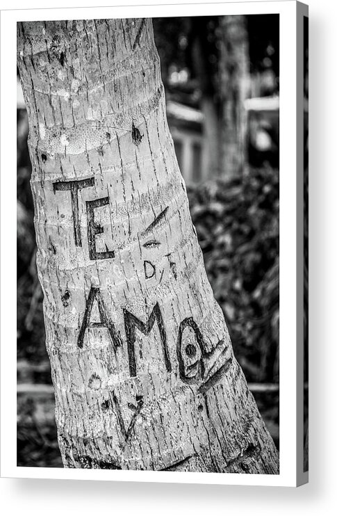 Te Amo Acrylic Print featuring the photograph Spanish Love Tree by Tito Slack