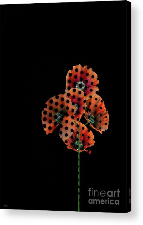 Anemone Acrylic Print featuring the digital art Spotted poppy by Mehran Akhzari