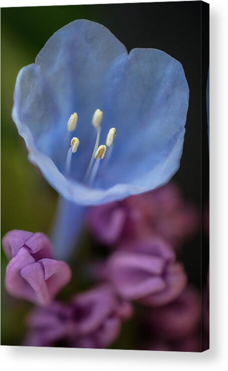 Maryland Acrylic Print featuring the photograph Spring Blue by Robert Fawcett