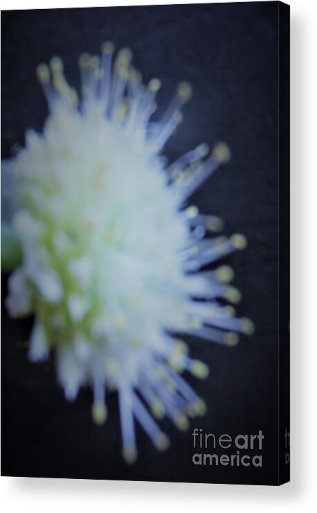 Spring Onion Acrylic Print featuring the photograph Spring Of the Onion's by Julie Grimshaw