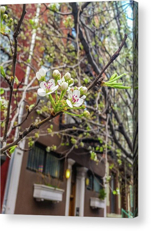 Springtime Acrylic Print featuring the photograph Spring on an NYC Street by Annalisa Rivera-Franz