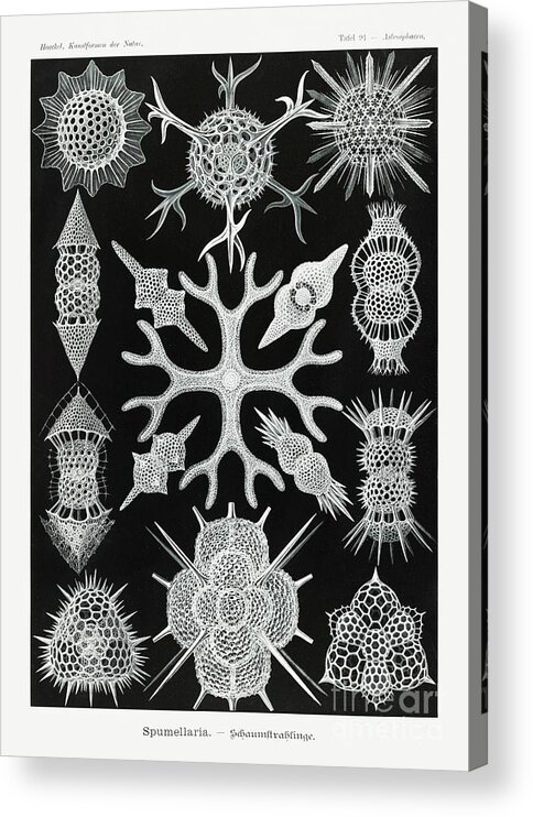 Spumellaria-Schaumstrahlinge from Kunstformen der Natur 1904 by Ernst Haeckel Acrylic Print by Shop Ability Pixels