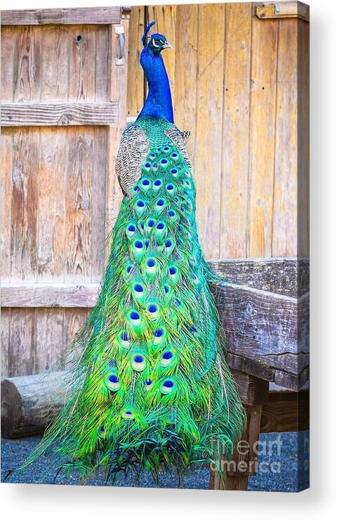 Peacock Acrylic Print featuring the photograph Stunning Peacock by Elena Pratt