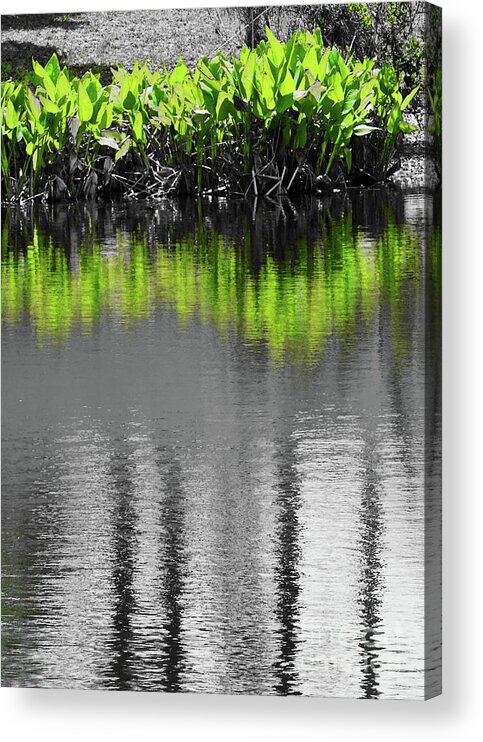 Abstract Acrylic Print featuring the photograph Sunny Day Black and White and Green by Sharon Williams Eng