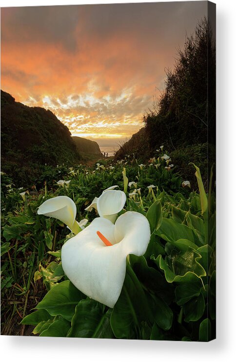 Sunset Acrylic Print featuring the photograph Sunset Over The Flowers by Erick Castellon