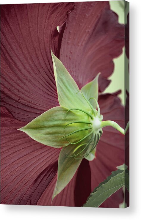 Hibiscus Acrylic Print featuring the photograph Swamp Hibiscus by M Kathleen Warren