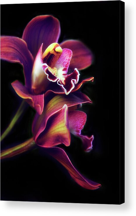 Orchids Acrylic Print featuring the photograph The Painted Orchid by Jessica Jenney