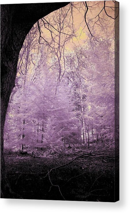 Pink Trees Acrylic Print featuring the photograph The Pink Woods by Neil R Finlay