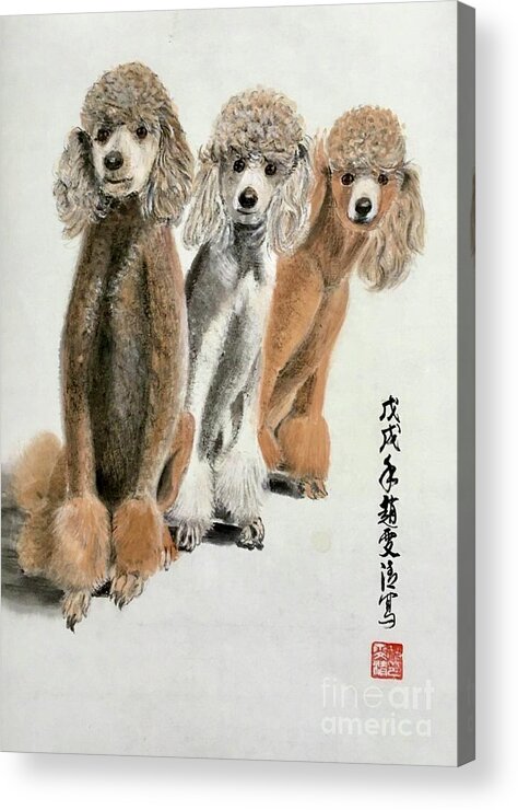 Puppy Poodle Portraits Acrylic Print featuring the painting Three Poodle Dog by Carmen Lam