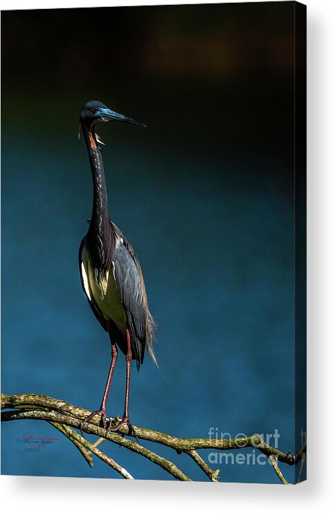 Heron Acrylic Print featuring the photograph Tricolored Day by Marvin Spates