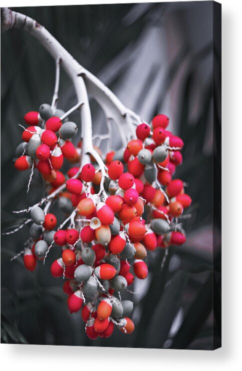 Colorful Wall Art Acrylic Print featuring the photograph Tropical Nuts by Gian Smith