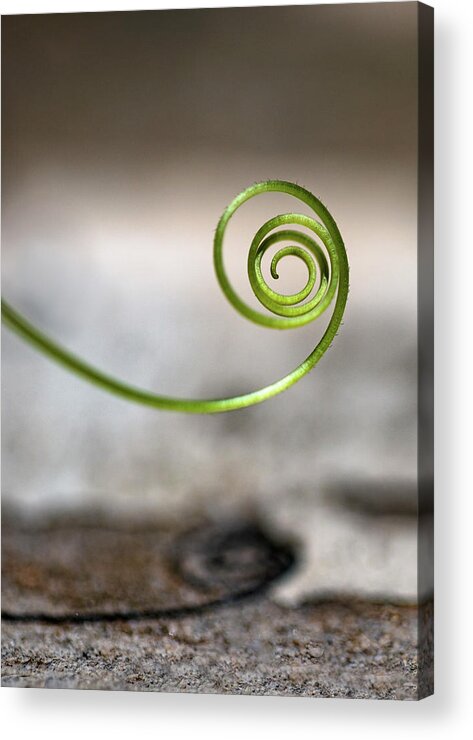 Minimalism Acrylic Print featuring the photograph Twig Spiral by Prakash Ghai